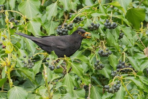 A blackbird (Turdus merula) with two berries in its beak sitting in a dense bush full of ivy