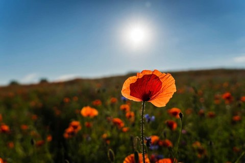 Bright red field poppy (Papaver rhoeas) flower in a field in sunlight