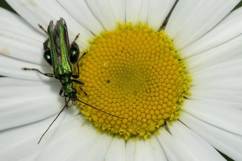 Thick-legged flower beetle (Oedemera nobilis) adult insect on an Oxeye daisy flower in summer,