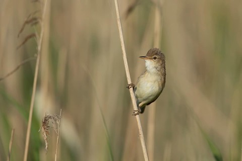 Reed warbler (Acrocephalus scirpaceus) adult bird resting on a reed stem in a reedbed, England,