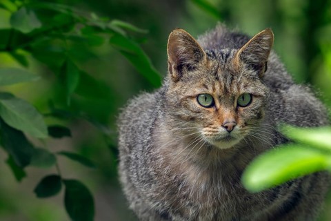 Hunting European wildcat, wild cat (Felis silvestris silvestris) stalking prey in forest, thicket