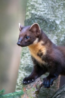 Tree martens, carnivora, European pine species, martes martes, pine species, predators, high size,