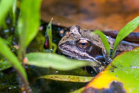 Common frog, common frog, rana temporaria, amphibians, amphibians, frog, frogs, amphibians