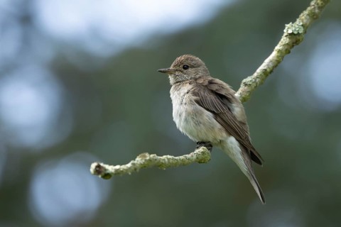 Spotted flycatcher (Muscicapa striata) adult bird on a tree branch, England, United Kingdom