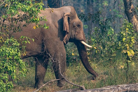 Bull elephant, Asian elephant, Elephas maximus, Bardia National Park, jungle, jungle, Nepal