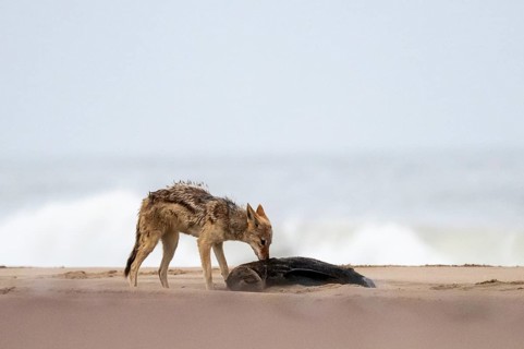 Black-backed jackal (Canis mesomelas) feeding on a dead seal on the beach, Atlantic coast, Namib
