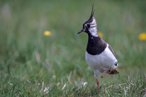 Lapwing, vanellus vanellus, birds, charadriiformes, leo, limikolen, plovers, birds, waders, waders
