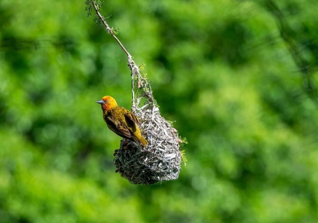 Cape Weaver Bird (Ploceus capensis) hanging upside down from its nest, Addo Elephant Park, South
