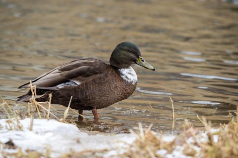 Anas platyrhynchos, mallard, mallard, anatidae, bastard, birds, ducks, ducks, ducks, drakes, false