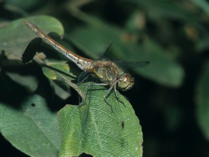Common darter, large heather, sympetrum striolatum, anisoptera, damselflies, dragonflies, insects,