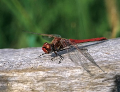 Early bilberry, red-veined darter, sympetrum fonscolombeii, anisoptera, damselflies, dragonflies,