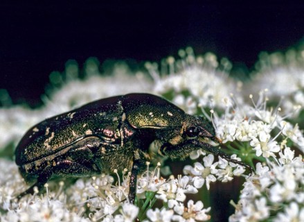 Ant golden beetle, ant rose beetle, leaf horn beetle, metallic rose beetle, northern rose chafer,