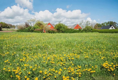 Meadow with dandelion in front of red houses and cloud in Ystad municipality, Skåne county, Sweden,