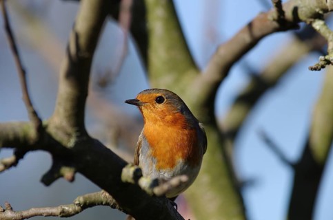 Robin (Erithacus rubecula), portrait, orange, tree, pretty