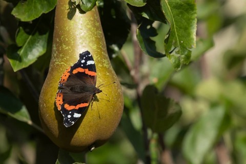 Red admiral butterfly (Vanessa atalanta) adult insect resting on a pear fruit in a garden orchard