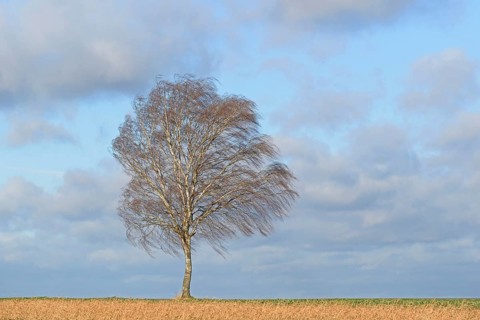 Birch (Betula), a solitary tree in strong winds, a blue, cloudy sky, North Rhine-Westphalia,