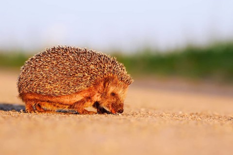 Brown-breasted hedgehog or Western European hedgehog (Erinaceus europaeus) drinking from a puddle,