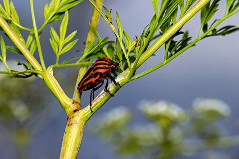 A striped bug crawls along a green plant stem in its natural habitat, a striped bug near