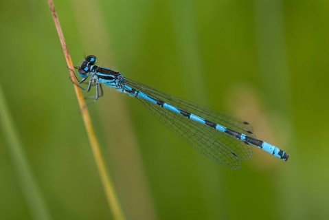 Coenagrion ornatum, ornate flower, azurmaid, Bulgaria, damselflies, dragonflies, insects,