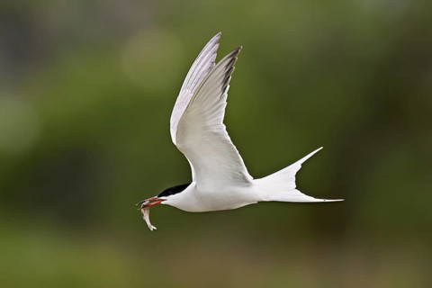Common tern (Sterna hirundo), in flight with a fish in its beak, Saintes-Marie-de-la-Mer, Camargue,