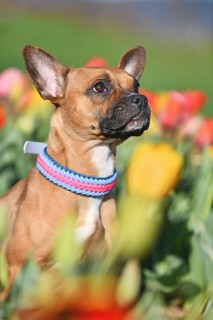 Cute brown mixed breed dog with woven paracord collar sitting in a colorful spring flower tulip