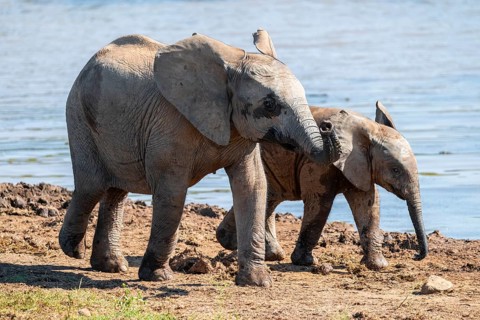 African elephant (Loxodonta africana) with young, Addo Elephant National Park, Eastern Cape, South
