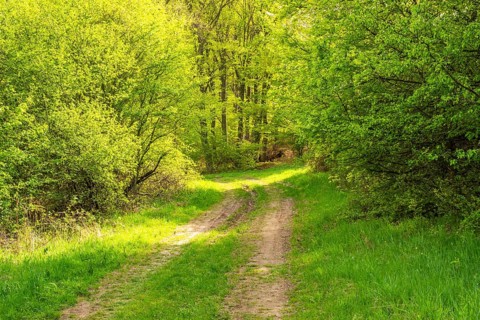 Hiking trail going through the forest and busches in spring on a sunny day, Horna Suca, Slovakia