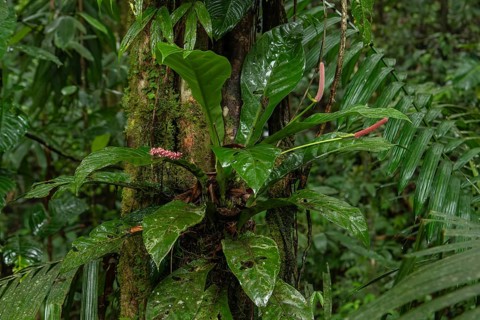 Daytime close-up view of an epiphytic Anthurium plant with reddish flower spadices growing on a