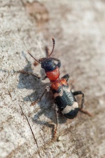 Ant beetle, checkered ant beetle, thanasimus formicarius, beetle, coleoptera, high size, portrait