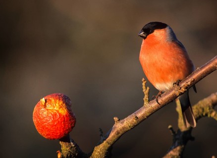 Bullfinch, Bullfinch, Pyrrhula Pyrrhula, Apple, Autumn, Birds, Bullfinch, Autumn, Leo, Male,