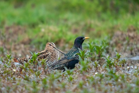 Snipe, starling, sturnus vulgaris, birds, waders, waders, waders, waders, shorebirds, snipe birds,