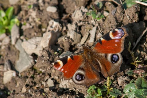 Aglais io, Inachis io, Nymphalis io, peacock, peacock, butterfly, insects, leo, butterfly,
