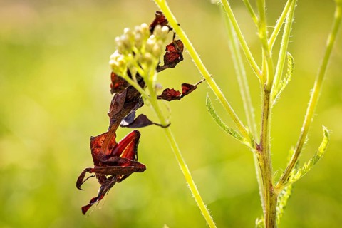 A well-camouflaged insect on a green stem: a ghost mantis in a meadow near Windhoek, Namibia