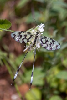 Thready, nemoptera sinuata, spoonwing, southeast European threadwing antlion, Bulgaria, high size,