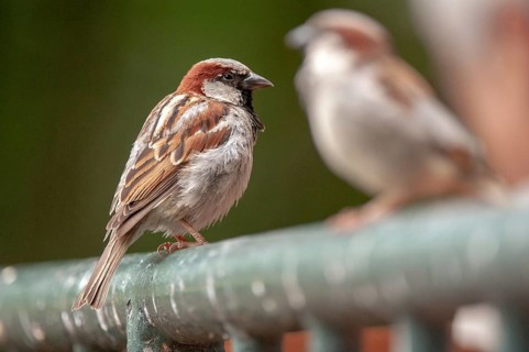 House Sparrow, Passer Domesticus, Sparrow, Birds, Passeri, Songbirds, Sparrow, Sparrow, Sparrow,