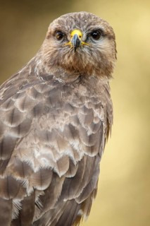 Common Buzzard (Buteo buteo), portrait, Castile and Leon, Spain