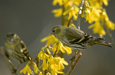 Carduelis spinus, siskin, spinus spinus, siskin, birds, female, spring, garden, leo, passeri,