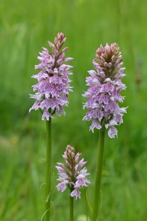 Moorland spotted orchid (Dactylorhiza maculata), on a rough pasture in a nature reserve,