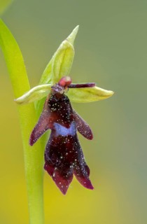 Fly ragwort, ophrys insectifera, orchidaceae, orchids, orchid, flora, fly orchid, high size,