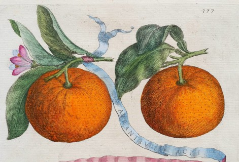 Oranges, on branches, partly with blossom, citrus fruit, hand-colored copper engraving from
