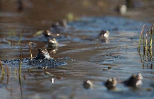 Common frog, common frog, rana temporaria, amphibians, courtship, courtship, couple, courtship