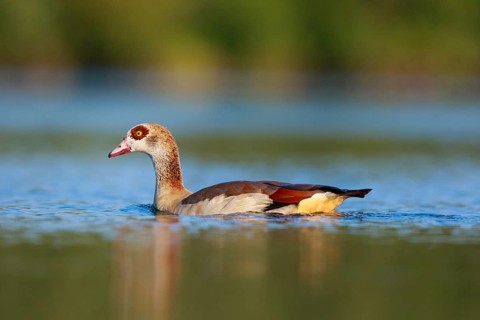 Egyptian Goose (Alopochen aegyptiaca), North Rhine-Westphalia, Germany