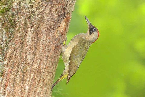 Green woodpecker (Picus viridis) female at the breeding cavity in an old oak tree, wildlife,