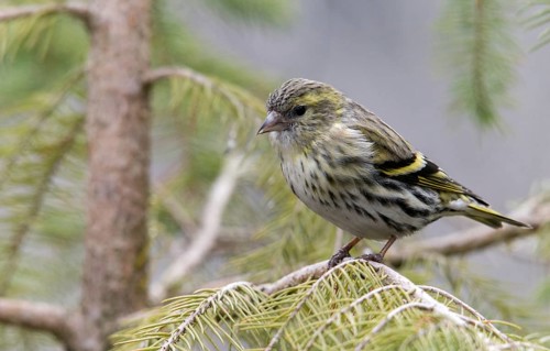 Carduelis spinus, siskin, spinus spinus, siskin, birds, female, passeri, songbirds, songbirds,