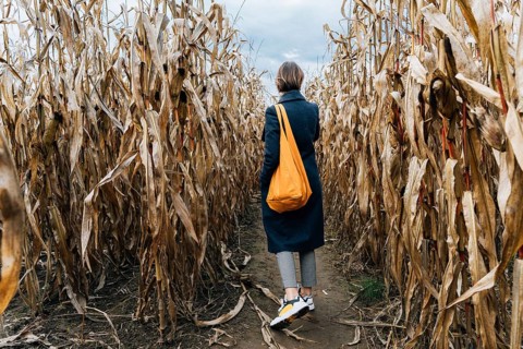 Rear view of a woman in a coat with a bright orange bag walking between rows of corn in a field in