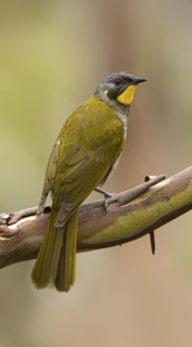 Yellow-throated Honeyeater (Nesoptilotis flavicollis), Tasmania, Australia