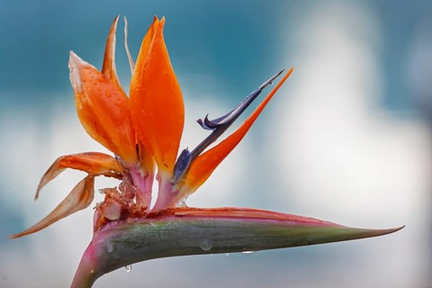 Bird-of-paradise flower (Strelitzia reginae), Cyprus