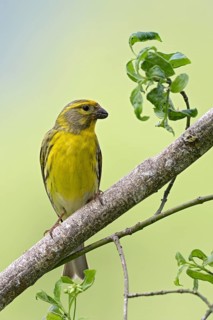 European serin (Serinus serinus), male, perched on a twig, Jenbach, Tyrol, Austria