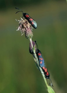 Wetland ram, five-spot burnet, clover ram, marsh horn clover ram, zygaena trifolii, blood droplets,