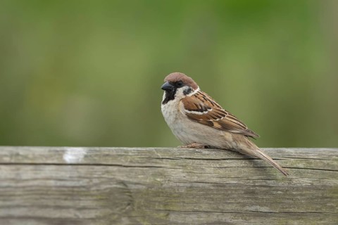 Tree sparrow (Passer montanus) adult bird on a fence, England, United Kingdom